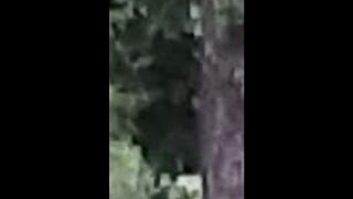 World Bigfoot Radio pt. 1 ~ Bigfoot in Michigan/ Robin McCray