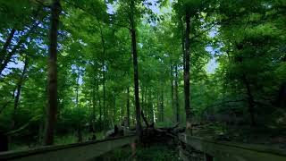 Hiking through the French Park Sierra trail | Cincinnati, Ohio | DJI Pocket 2