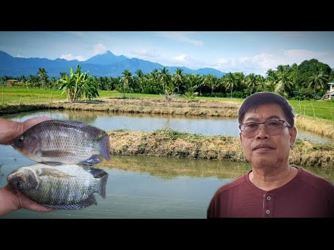 TILAPIA FARMING-60 DAYS OF CULTURE, BEST FEED FOR TILAPIA FISH, WHAT MAKES TILAPIA GROW FASTER