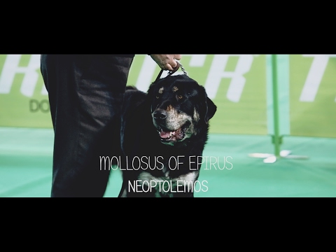 Mollosus of Epirus "Neoptolemos"