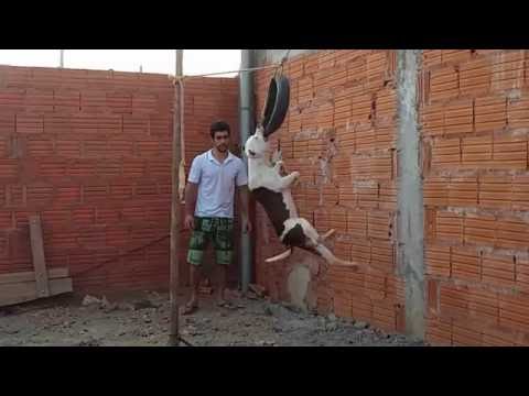 Pitbull Barão Pitbull Dependurado no Pneu #pitbull