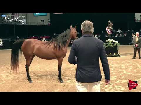 N.141 KARMAA AL SHAQAB - LAS VEGAS 2019 - Arabian World Cup Senior Breeding Mares (Class 114).mp4
