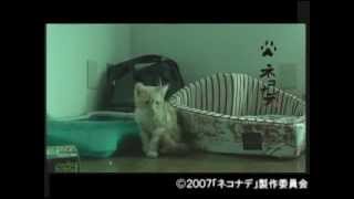 連続テレビドラマ ネコナデ