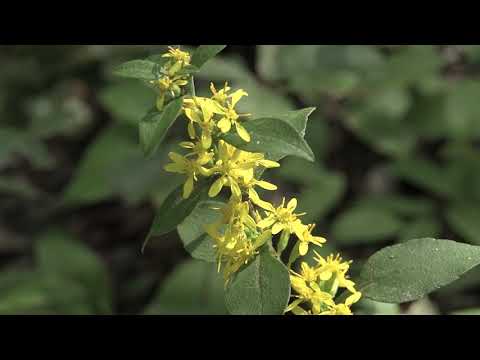 カナダのアキノキリンソウ 植物