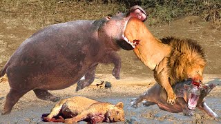 Dark Day Of The Lion! Stupid Lions Pay The Price Thinking Hippos Are Weak Prey ►Hippo&#39;s Crazy Attack