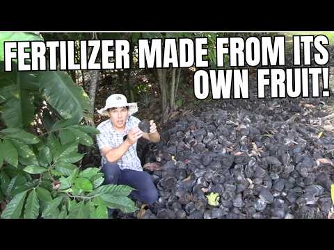 This Tropical Fruit Grows Its Own Fertilizer & Harvests Year-Round