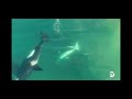 FIRST EVER FOOTAGE OF ORCA S KILLING GREAT WHITE SHARKS In SOUTH AFRICA