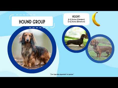 Dachshund breed video