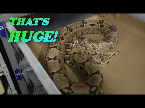 YouTube reptile video