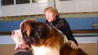 preview picture of video 'Всероссийская выставка собак «DOG – Бийск 2014 – Осень» ч.2'