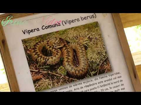 Pădurea domnească. Zimbrii. Moldova.