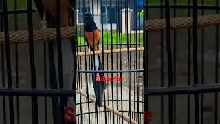 Download lagu ngikik panjang seperti kuntilanak isian mewah #kicaumaniaindonesia  #muraibatu #muraibatugacor mp3