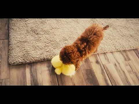 Toypudel Welpe kaufen