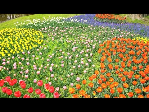 私たちの腸内フローラによって操作されているのでしょうか?