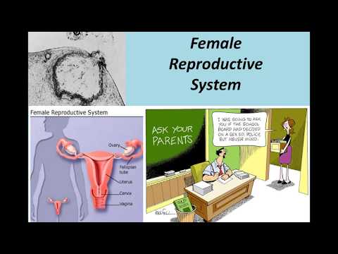 NAU Bio 202 Lab 9 - Female Reproduction