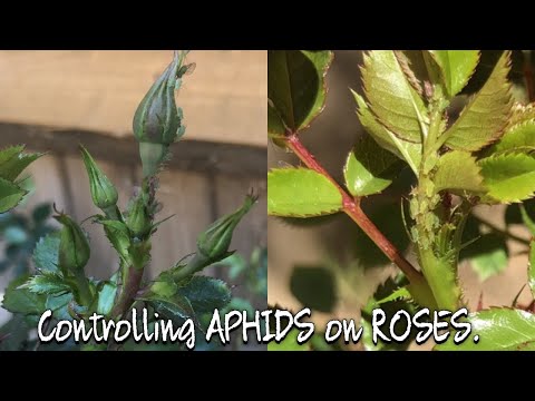 バラアブラムシ / アブラムシを素早く駆除する方法