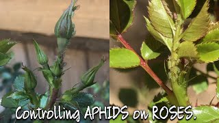 ROSE APHIDS / HOW TO GET RID OF APHIDS QUICK