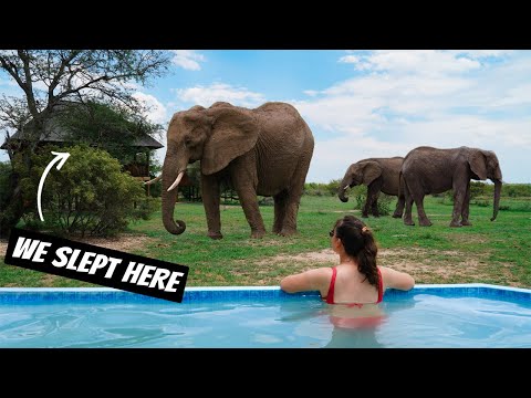 Kruger Luxury vs Budget Safari Experience | South Africa Safari Travel Tips