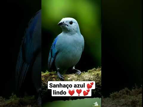 lindo sanhaço azul,na natureza,