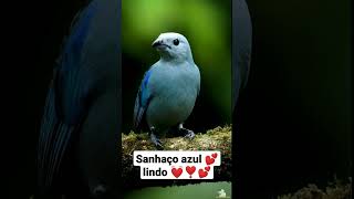 Download lagu lindo sanhaço azul,na natureza, mp3