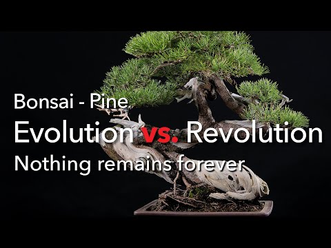 Bonsai - Styling with some surprises. An old Yamadori Pine turned from left to right