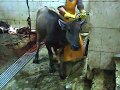 Woman Slaughter With Rubber Apron And Boots Prepares Caraboe For Slaughtering