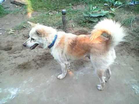 dog funny video by vishal yashwanth