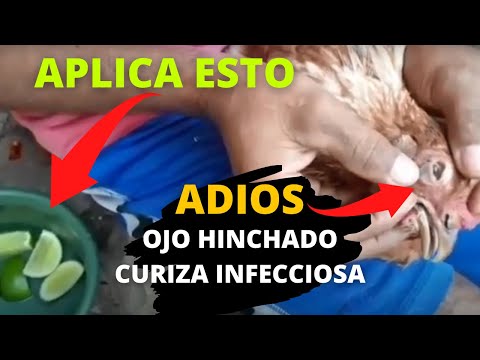 , title : 'Como CURAR la  CORIZA infecciosa aviar | Así es como se cura el OJO HINCHADO en Gallinas o Pollos'