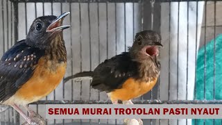 Download lagu Suara Murai Trotol EMOSI Belajar Bunyi Ngeplong ‼️ Cara pancingan AMPUH agar murae batu cepat GACOR mp3 Download lagu Suara Murai Trotol EMOSI Belajar Bunyi Ngeplong ‼️ Cara pancingan AMPUH agar murae batu cepat GACOR mp3