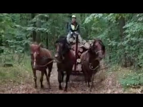 SA TRI UPREGNUTA KONJA U KOLA VOZI DRVA KROZ ŠUMU