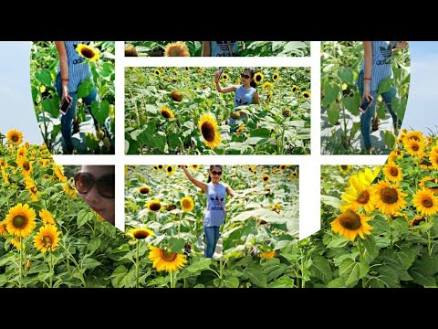 Sunflower farm🌻(lateupload)
