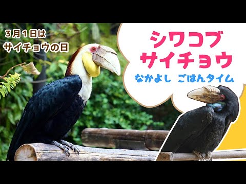 ノドサイチョウについて詳しく解説