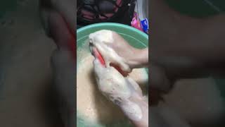 Download lagu SABUN JELITA‼⁉ JELITA SEPERTI WAJAHMU #asmr #fyp2025 #sabun #crunchy #relax mp3 Download lagu SABUN JELITA‼⁉ JELITA SEPERTI WAJAHMU #asmr #fyp2025 #sabun #crunchy #relax mp3