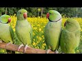 Ringneck Talking Parrot Natural Sounds Voice