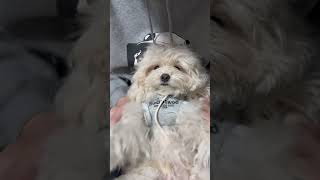 もふもふな犬でも雨の日さんぽできる #マルプー #ぽこた
