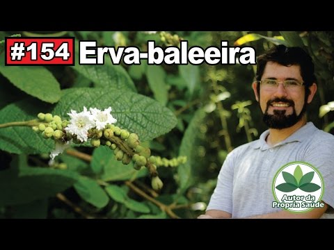 Autor da Própria Saúde - Erva-baleeira [anti-inflamatório, antibiótico, cicatrizante, gastrites]