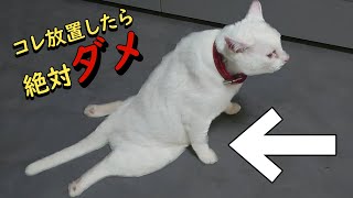 この症状を見たら即病院へ！知らないとヤバイ猫の病気