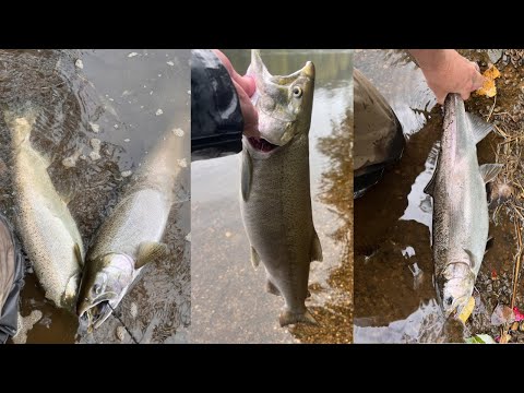 Michigan Coho Salmon Fishing In The River / Float Fishing For Salmon With Skein / Coho Bobber Downs