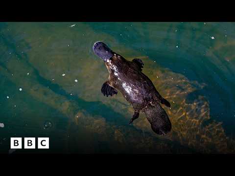 David Attenborough: How the platypus made us rethink evolution | BBC Global