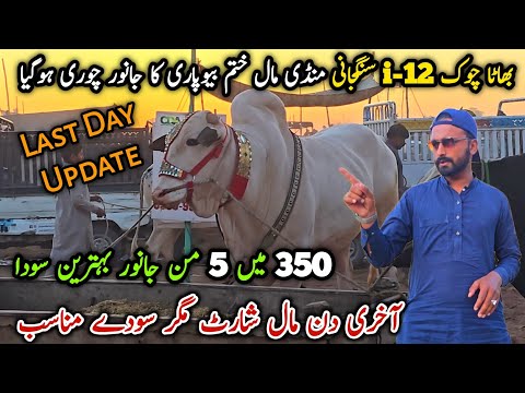 Last Day Mall Shot Bhatta Chowk Mandi I-12 Mandi Sangjani Mandi Update 26 May 2026