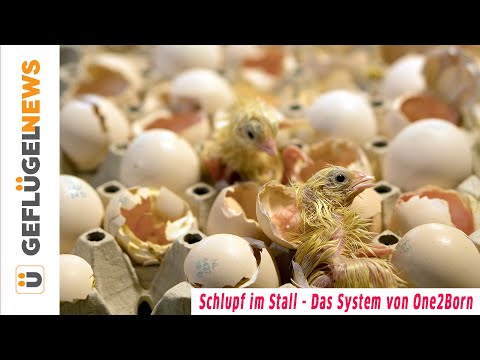 Schlupf im Stall - Mastkükenstart mit One2Born - Küken schlüpfen aus dem Ei