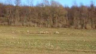 preview picture of video 'All Deer Videod In Wyoming County, New York'