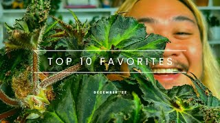 10 Plants I’m Loving (So Much) In December 2022