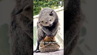 Binturong 🍿 It SMELLS Like Popcorn!