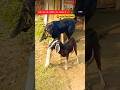 Goat Meeting 2025 कुर्बानी बकरा सभी नस्ल के बकरे �