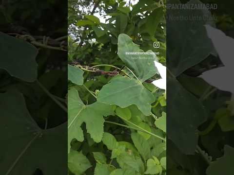 #Cocciniagrandis#ivygourd#scarletgourd#tindora#kowaifruit#tropicalvine#nzb#terracegrdn#badsivillage