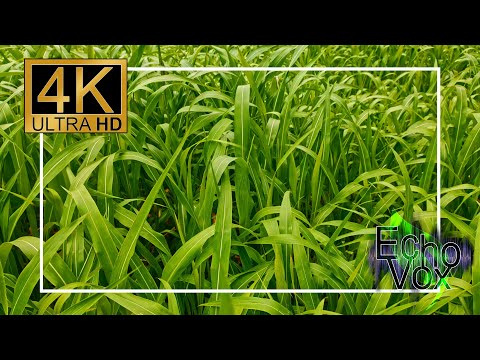 Relaxing flute music with nature sounds - 10 hours, 4K - Corn field in wind sleep, relax video