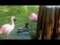 Disney Animal Kingdom Lesser Flamingos