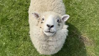 Laugh Until You Cry With These Hilarious Animals 😂Funny Animal Videos! 