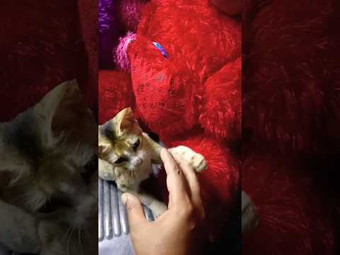 Doing Kuchi Kuchi to my chihuahuas😜🤩🥳😱🫣♥️🐻🐈⬛🐈🐱😘#sweet #cute #funny #shorts